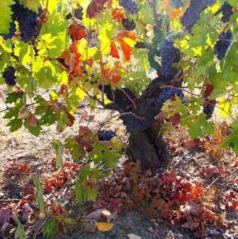 Zinfandel Wine Grapes, Flavor, Character, History, Wine Food Pairing