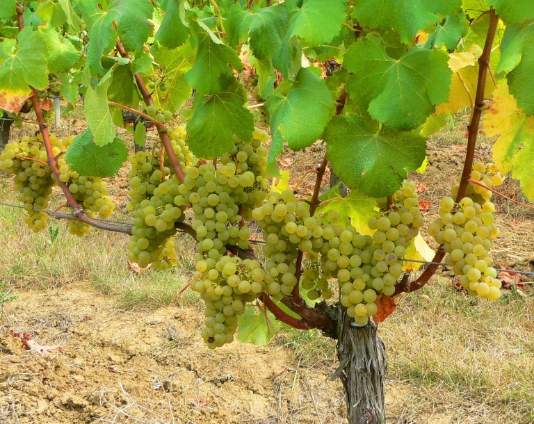 Sauvignon Blanc Wine Grape The Wine Cellar Insider