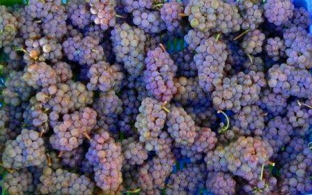 Sauvignon Gris Wine Grapes, Flavor, Character, History