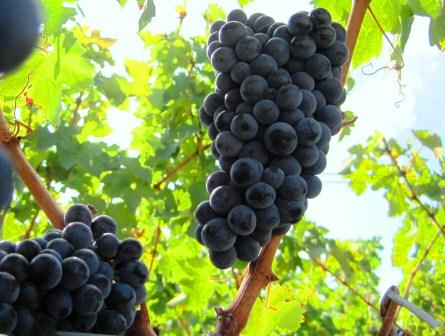 In Honor of National Cabernet Sauvignon Day, August 30!